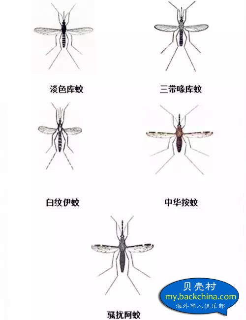 蚊子會不會傳染COVID19？