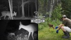 加拿大在野外“帮助”受困小鹿恐涉违法
