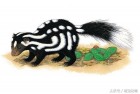 《亨特拍拍》加拿大最惹不起的动物臭鼬（Skunk）