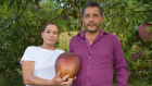 哥倫比亞農民破「最重芒果」世界紀錄