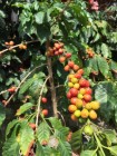 国际咖啡价格直冲峰值  哥伦比亚咖啡农受益