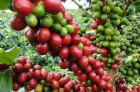 咖啡在拉美地區的發展概況之——多明尼加