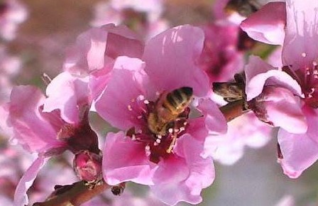 桃花春蜂