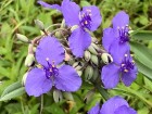 紫露草，野生家养都相宜