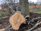 种树，砍树和GDP