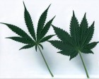 大麻（marijuana；hemp）会有啥好处和坏处？