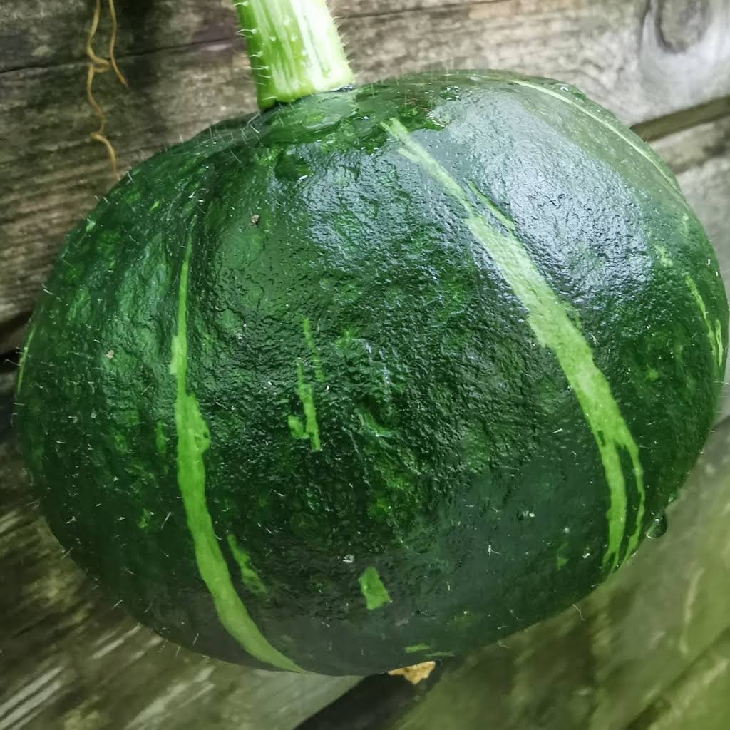 今年我家后院种的瓜菜大丰收