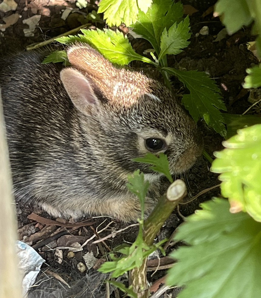 菜园子的一窝小兔兔眼睛都睁开了