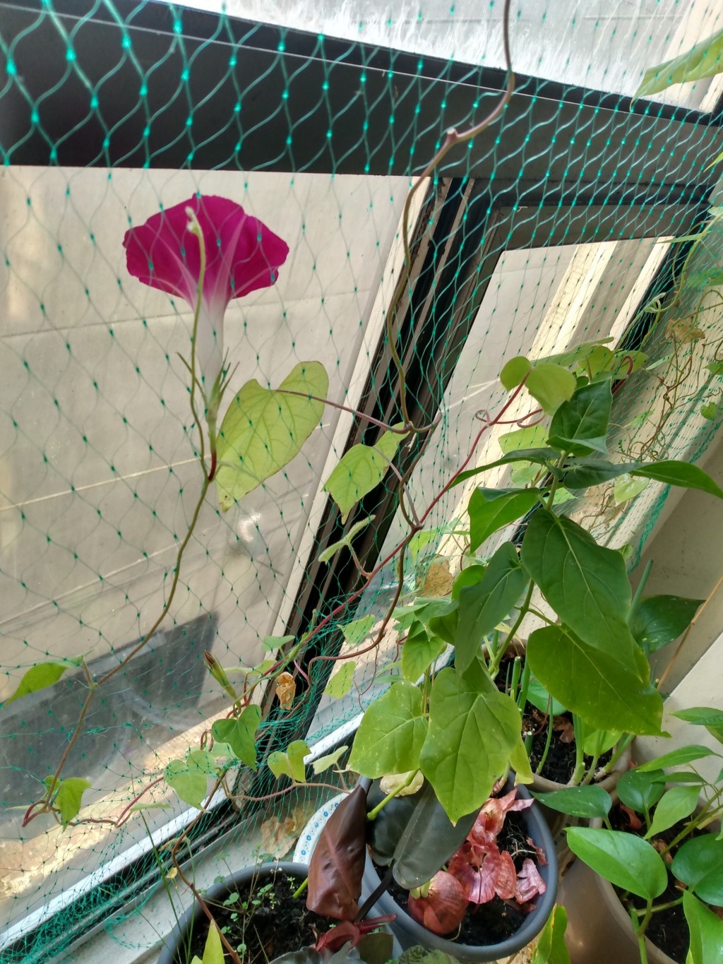 Morning Glory Blooms At The North Window (图)