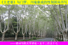 《大老婆》与门罗、川端康成的性别困局书写