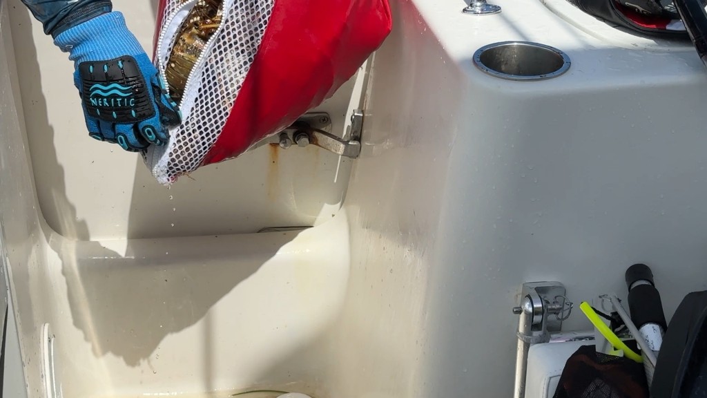 佛州龙虾抓到手软 我们一袋一袋往船上倒