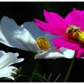 花、忙碌的小蜜蜂