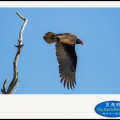 美洲红头鹫